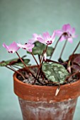 BIRMINGHAM BOTANICAL GARDENS: NATIONAL COLLECTION OF SPRING FLOWERING CYCLAMEN. TERRACOTTA CONTAINER WITH PINK FLOWERS OF CYCLAMEN LIBANOTICUM. LEBANON, BULBS