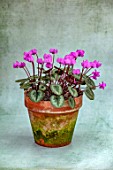 BIRMINGHAM BOTANICAL GARDENS: NATIONAL COLLECTION OF SPRING FLOWERING CYCLAMEN. TERRACOTTA CONTAINER WITH PINK FLOWERS OF CYCLAMEN COUM, BULBS