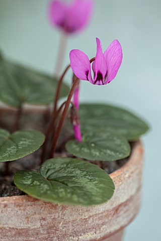 BIRMINGHAM_BOTANICAL_GARDENS_NATIONAL_COLLECTION_OF_SPRING_FLOWERING_CYCLAMEN_TERRACOTTA_CONTAINER_W