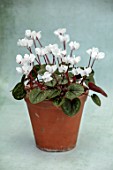 BIRMINGHAM BOTANICAL GARDENS: NATIONAL COLLECTION OF SPRING FLOWERING CYCLAMEN, WHITE FLOWERS OF CYCLAMEN COUM FORMA ALBISSIMUM
