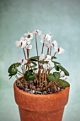 BIRMINGHAM BOTANICAL GARDENS: NATIONAL COLLECTION OF SPRING FLOWERING CYCLAMEN, TERRACOTTA CONTAINER WITH WHITE FLOWERS OF CYCLAMEN COUM SUBSP COUM FORMA ALBISSIMUM