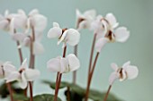 BIRMINGHAM BOTANICAL GARDENS: NATIONAL COLLECTION OF SPRING FLOWERING CYCLAMEN, WHITE FLOWERS OF CYCLAMEN COUM SUBSP COUM FORMA ALBISSIMUM