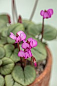 BIRMINGHAM BOTANICAL GARDENS: NATIONAL COLLECTION OF SPRING FLOWERING CYCLAMEN, PINK FLOWERS OF CYCLAMEN COUM SUBSP. COUM FORMA COUM PEWTER GROUP