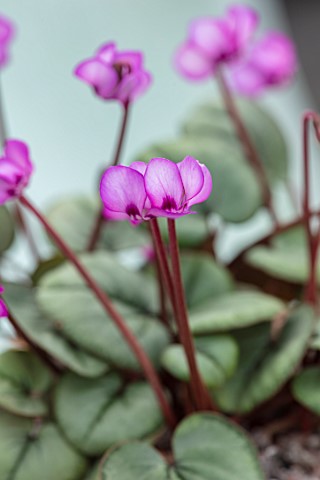 BIRMINGHAM_BOTANICAL_GARDENS_NATIONAL_COLLECTION_OF_SPRING_FLOWERING_CYCLAMEN_PINK_FLOWERS_OF_CYCLAM