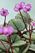 BIRMINGHAM BOTANICAL GARDENS: NATIONAL COLLECTION OF SPRING FLOWERING CYCLAMEN, PINK FLOWERS OF CYCLAMEN COUM SUBSP. COUM FORMA COUM PEWTER GROUP