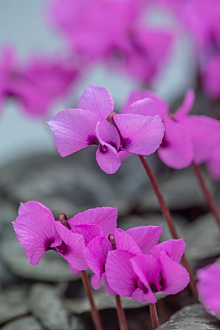 BIRMINGHAM_BOTANICAL_GARDENS_NATIONAL_COLLECTION_OF_SPRING_FLOWERING_CYCLAMEN_PINK_FLOWERS_OF_CYCLAM