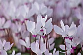BIRMINGHAM BOTANICAL GARDENS: NATIONAL COLLECTION OF SPRING FLOWERING CYCLAMEN, PINK, WHITE FLOWERS OF CYCLAMEN PERSICUM