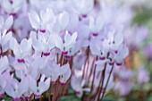BIRMINGHAM BOTANICAL GARDENS: NATIONAL COLLECTION OF SPRING FLOWERING CYCLAMEN, PINK, WHITE FLOWERS OF CYCLAMEN PERSICUM