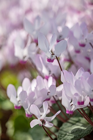 BIRMINGHAM_BOTANICAL_GARDENS_NATIONAL_COLLECTION_OF_SPRING_FLOWERING_CYCLAMEN_PINK_WHITE_FLOWERS_OF_
