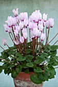 BIRMINGHAM BOTANICAL GARDENS: NATIONAL COLLECTION OF SPRING FLOWERING CYCLAMEN, TERRACOTTA CONTAINER WITH PINK, WHITE FLOWERS OF CYCLAMEN PERSICUM