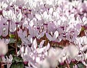 BIRMINGHAM BOTANICAL GARDENS: NATIONAL COLLECTION OF SPRING FLOWERING CYCLAMEN, PINK, WHITE FLOWERS OF CYCLAMEN PERSICA
