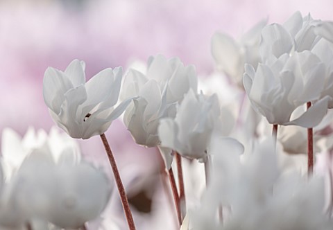 BIRMINGHAM_BOTANICAL_GARDENS_NATIONAL_COLLECTION_OF_SPRING_FLOWERING_CYCLAMEN_WHITE_FLOWERS_OF_CYCLA