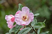 MORTON HALL GARDENS, WORCESTERSHIRE: CLOSE UP PLANT PORTRAIT OF WHITE, PINK FLOWERS OF CAMELLIA HYBRID BLISSFUL DAWN. SHRUBS, MARCH, EVERGREEN, BLOOMS, FLOWERING