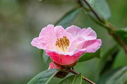 MORTON_HALL_GARDENS_WORCESTERSHIRE_CLOSE_UP_PLANT_PORTRAIT_OF_WHITE_PINK_FLOWERS_OF_CAMELLIA_HYBRID_