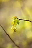 MORTON HALL GARDENS, WORCESTERSHIRE: CLOSE UP PLANT PORTRAIT OF CORYLOPSIS SPICATA. WOODLAND, SHADE, SHRUBS, SHADY, MARCH, SPRING