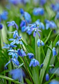 MORTON HALL GARDENS, WORCESTERSHIRE: BLUE FLOWER OF SCILLA SIBERICA AND ANEMONE BLANDA. MARCH, BULBS, SQUILLS, FLOWERING