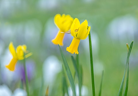 MORTON_HALL_GARDENS_WORCESTERSHIRE_CLOSE_UP_OF_YELLOW_FLOWERS_OF_DAFFODIL__NARCISSUS_CYCLAMINEUS_PEE