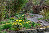 THE PICTON GARDEN AND OLD COURT NURSERIES, WORCESTERSHIRE: DAFFODILS GROWING ON RAISED BEDS IN MARCH