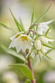THE PICTON GARDEN AND OLD COURT NURSERIES, WORCESTERSHIRE: CLOSE UP OF PALE CREAM, WHITE FLOWERS OF FRITILLARIA BUCHARICA. SPRING, MARCH, BULBS