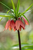 THE PICTON GARDEN AND OLD COURT NURSERIES, WORCESTERSHIRE: CLOSE UP OF RED, ORNAGE, PINK FLOWERS OF FRITILLARIA . SPRING, MARCH, BULBS