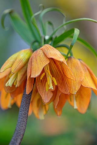 THE_PICTON_GARDEN_AND_OLD_COURT_NURSERIES_WORCESTERSHIRE_CLOSE_UP_OF_ORANGE_FLOWERS_OF_FRITILLARIA_I
