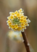 THE PICTON GARDEN AND OLD COURT NURSERIES, WORCESTERSHIRE: CLOSE UP PLANT PORTRAIT OF EDGEWORTHIA CHRYSANTHA GRANDIFLORA. YELLOW, FLOWER, FLOWERS, SHRUB, FRAGRANT, SCENTED, MARCH