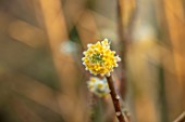 THE PICTON GARDEN AND OLD COURT NURSERIES, WORCESTERSHIRE: CLOSE UP PLANT PORTRAIT OF EDGEWORTHIA CHRYSANTHA GRANDIFLORA. YELLOW, FLOWER, FLOWERS, SHRUB, FRAGRANT, SCENTED, MARCH