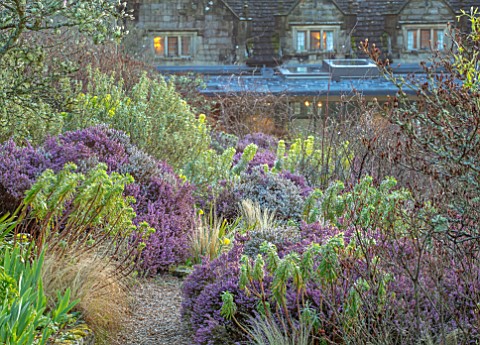 GRAVETYE_MANOR_SUSSEX_PINK_WHITE_FLOWERS_HEATHERS_SLOPING_SLOPES_MARCH_WINTER_SPRING_EUPHORBIAS_LIME