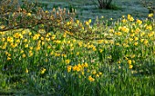GRAVETYE MANOR, SUSSEX: DAFFODILS, NARCISSUS ON THE BANK BESIDE CROQUET LAWN. MARCH, SPRING, SUNRISE, BULBS