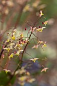 THE PICTON GARDEN AND OLD COURT NURSERIES, WORCESTERSHIRE: CLOSE UP PORTRAIT OF ORANGE, YELLOW FLOWERS OF EPIMEDIUM BLACK SEA. PERENNIAL, DECIDUOUS,  SHADE, SHADY
