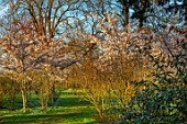MORTON HALL GARDENS, WORCESTERSHIRE: THE NEW GARDEN, MEADOW,GRASS, LAWN, WHITE FLOWERS, BLOSSOM OF CHERRIES, PRUNUS X YEDOENSIS SOMEI - YOSHINO, MARCH, SPRING