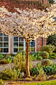MORTON HALL GARDENS, WORCESTERSHIRE: WEST GARDEN, LAWN, WHITE FLOWERS, BLOSSOMS OF CHERRY TREE, PRUNUS THE BRIDE, MARCH, SPRING, JAPANESE