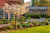 MORTON HALL GARDENS, WORCESTERSHIRE: WEST GARDEN, LAWN, WHITE FLOWERS, BLOSSOMS OF CHERRY TREE, PRUNUS THE BRIDE, MARCH, SPRING, JAPANESE