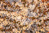 MORTON HALL GARDENS, WORCESTERSHIRE: WEST GARDEN, LAWN, WHITE FLOWERS, BLOSSOMS OF CHERRY TREE, PRUNUS THE BRIDE, MARCH, SPRING, JAPANESE, SUNSET