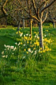 MORTON HALL GARDENS, WORCESTERSHIRE: WEST GARDEN, LAWN, DAFFODILS IN THE MEADOW, NARCISSUS CRAGFORD, FEBRUARY GOLD, JONQUILLA TREVIATHAN, MEADOWS, DAFFODILS, MARCH, SPRING