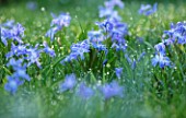 MORTON HALL GARDENS, WORCESTERSHIRE: CLOSE UP OF BLUE, PURPLE, WHITE  FLOWERS OF CHIONODOXA FORBESII, SPRING, MARCH, FLOWERING, BULBS, BLOOMING