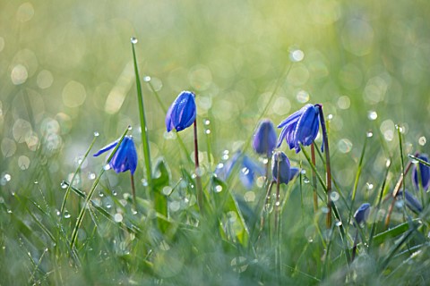 MORTON_HALL_GARDENS_WORCESTERSHIRE_CLOSE_UP_OF_BLUE_PURPLE_FLOWERS_OF_SCILLA_SIBERICA_SPRING_MARCH_F