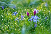 MORTON HALL GARDENS, WORCESTERSHIRE: BLUE, PURPLE, WHITE  FLOWERS OF CHIONODOXA FORBESII, RED, PINK FLOWERS OF TULIPA HUMILIS HELEN, SPRING, MARCH, FLOWERING, BULBS, BLOOMING