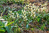 THE PICTON GARDEN AND OLD COURT NURSERIES, WORCESTERSHIRE: CLOSE UP PORTRIAT OF CREAM, WHITE FLOWERS OF SPECIES TULIPS, TULIPA TURKESTANICA, BULBS, MARCH, SPRING