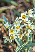 THE PICTON GARDEN AND OLD COURT NURSERIES, WORCESTERSHIRE: CLOSE UP PORTRIAT OF CREAM, WHITE FLOWERS OF SPECIES TULIPS, TULIPA TURKESTANICA, BULBS, MARCH, SPRING