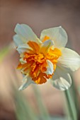 THE PICTON GARDEN AND OLD COURT NURSERIES, WORCESTERSHIRE: CLOSE UP PORTRAIT OF YELLOW, CREAM, ORANGE FLOWERS OF DAFFODIL, NARCISSUS TWINK, 1925, BULBS, SPRING, MARCH