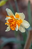 THE PICTON GARDEN AND OLD COURT NURSERIES, WORCESTERSHIRE: CLOSE UP PORTRAIT OF YELLOW, CREAM, ORANGE FLOWERS OF DAFFODIL, NARCISSUS TWINK, 1925, BULBS, SPRING, MARCH