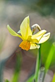 THE PICTON GARDEN AND OLD COURT NURSERIES, WORCESTERSHIRE: CLOSE UP PORTRAIT OF YELLOW, FLOWERS OF DAFFODIL, NARCISSUS BERYL, BULBS, SPRING, MARCH, 1907