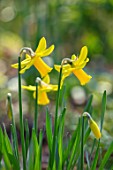 THE PICTON GARDEN AND OLD COURT NURSERIES, WORCESTERSHIRE: CLOSE UP PORTRAIT OF YELLOW, FLOWERS OF DAFFODIL, NARCISSUS SUZIE DEE, BULBS, SPRING, MARCH, 1994