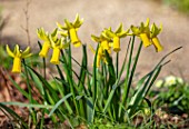 THE PICTON GARDEN AND OLD COURT NURSERIES, WORCESTERSHIRE: CLOSE UP PORTRAIT OF YELLOW, FLOWERS OF DAFFODIL, NARCISSUS PEPYS, BULBS, SPRING, MARCH, 1927
