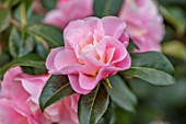 MORTON HALL GARDENS, WORCESTERSHIRE: CLOSE UP OF PINK FLOWERS OF CAMELLIA JAPONICA NICKY CRISP.EVERGREEN, SHRUBS, APRIL, SPRING, FLOWERING, BLOOMING