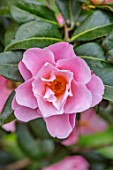 MORTON HALL GARDENS, WORCESTERSHIRE: CLOSE UP OF PINK FLOWERS OF CAMELLIA JAPONICA NICKY CRISP.EVERGREEN, SHRUBS, APRIL, SPRING, FLOWERING, BLOOMING