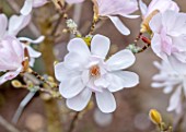 MORTON HALL GARDENS, WORCESTERSHIRE: CLOSE UP OF PINK FLOWERS OF MAGNOLIA STELLATA ALIXEED. TREES, APRIL, SPRING, FLOWERING, BLOOMING