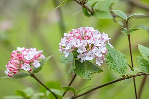 MORTON_HALL_GARDENS_WORCESTERSHIRE_WHITE_PINK_FLOWERS_OF_VIBURNUM_CARLESII_CHARIS_SCENTED_FRAGRANT_S