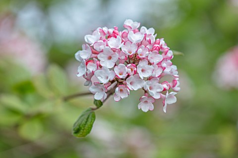 MORTON_HALL_GARDENS_WORCESTERSHIRE_WHITE_PINK_FLOWERS_OF_VIBURNUM_CARLESII_CHARIS_SCENTED_FRAGRANT_S